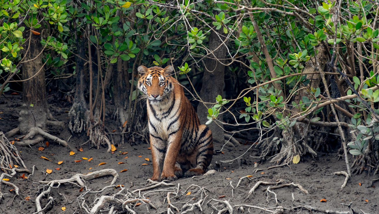 Khulna